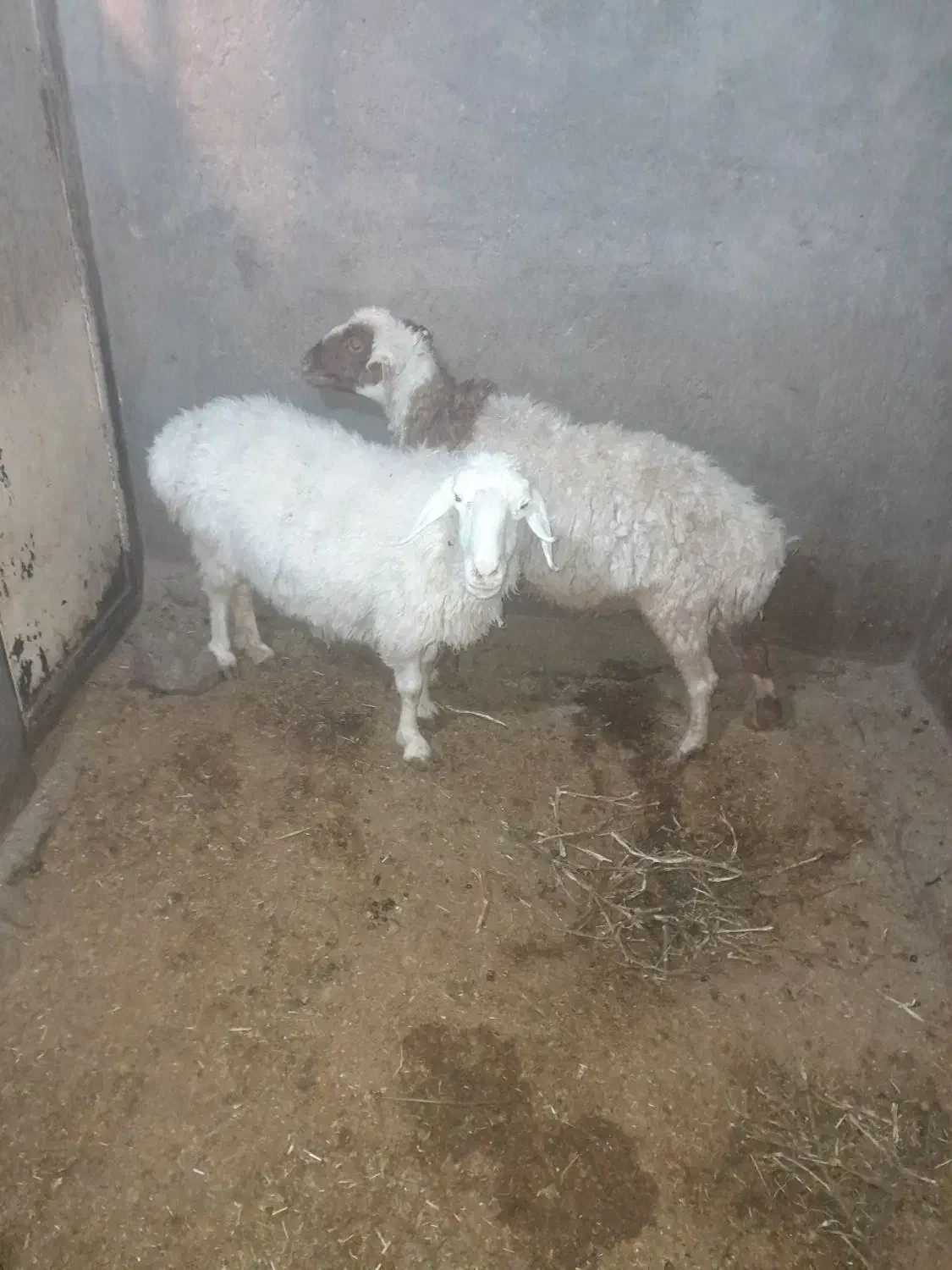 میش|حیوانات مزرعه|بیرجند, |دیوار