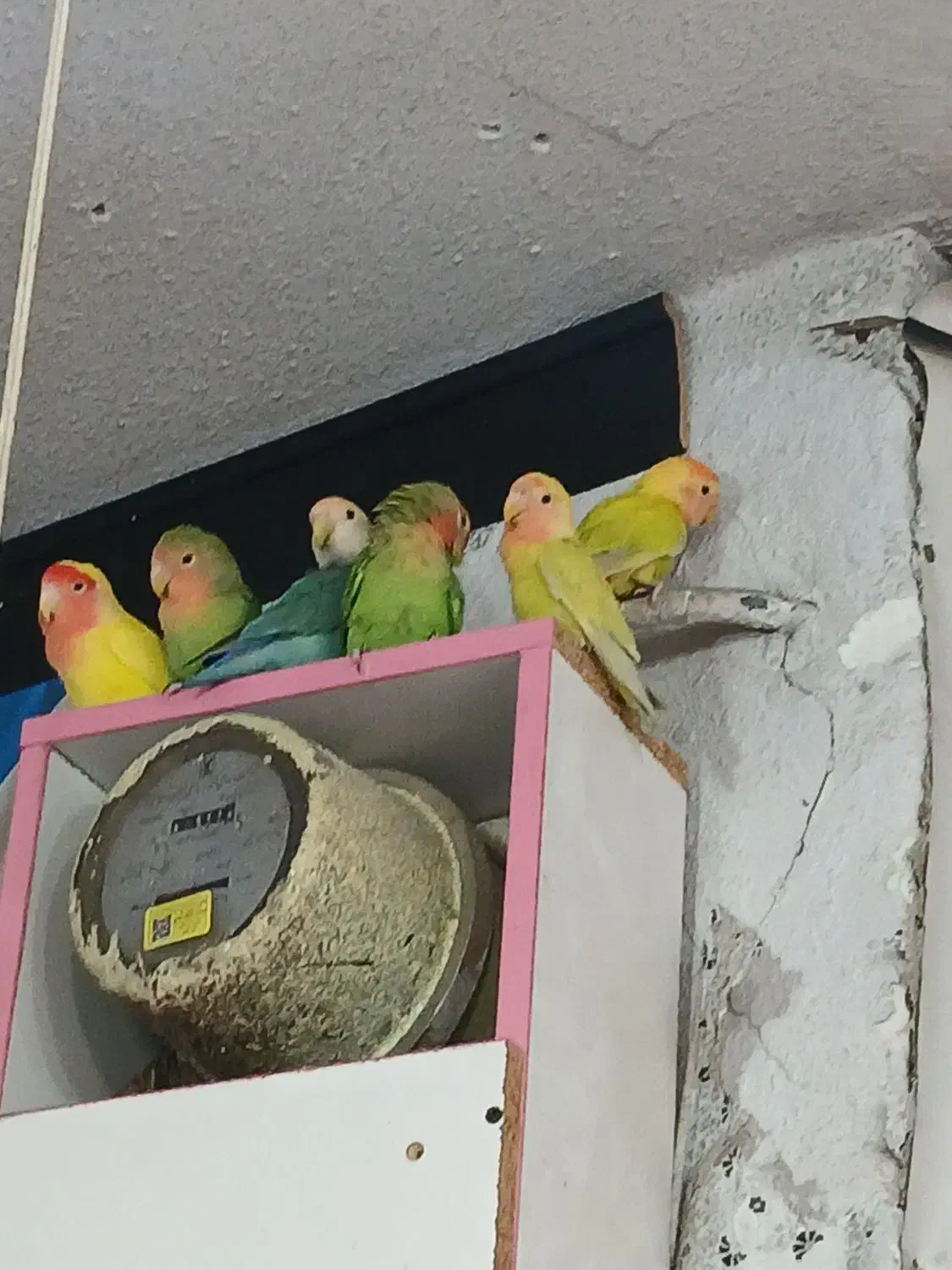 معاوضه با عروس هلندی|پرنده|پاکدشت, پاکدشت (مامازند)|دیوار