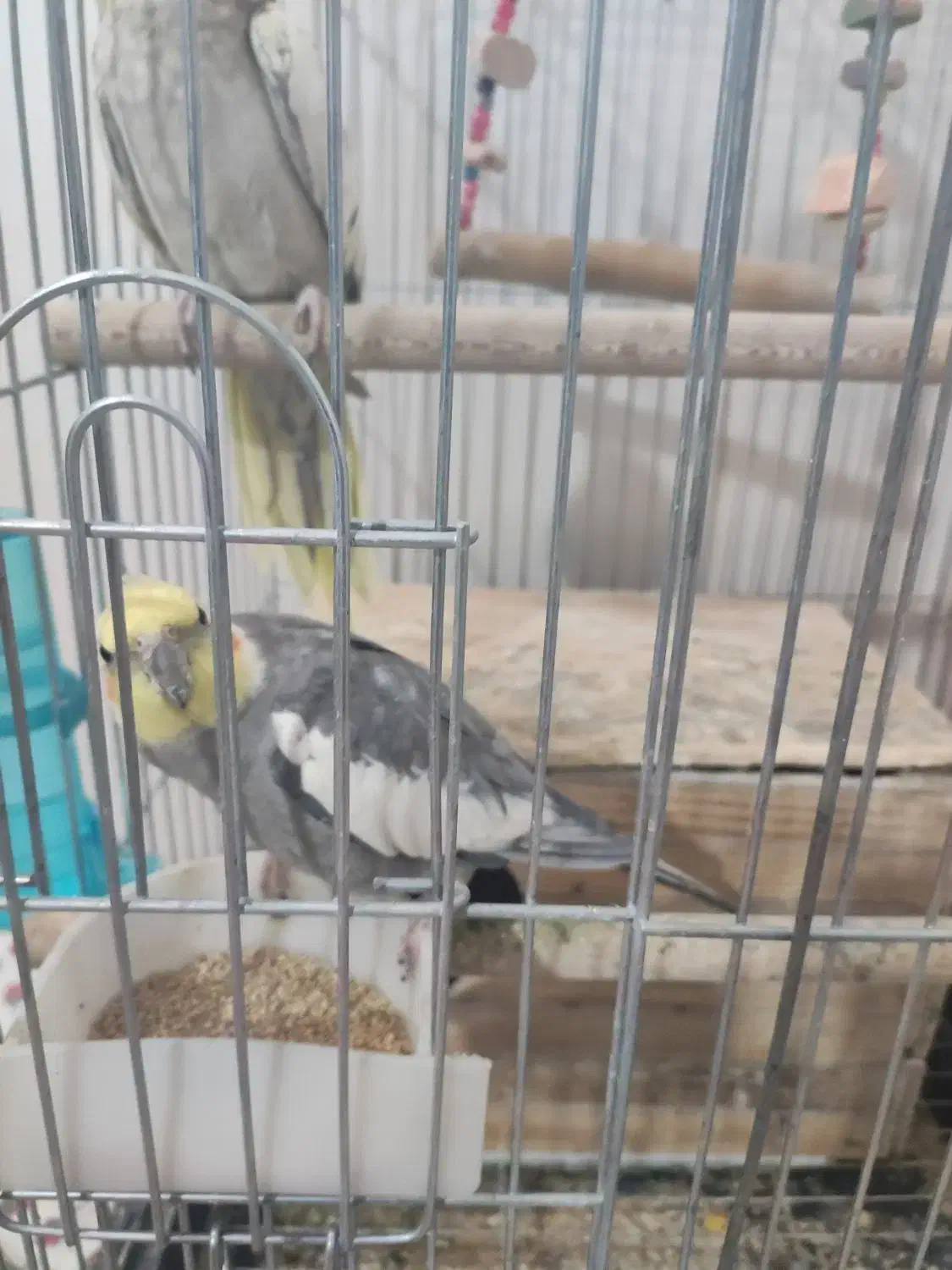 فروش عروس هلندی|پرنده|یاسوج, |دیوار