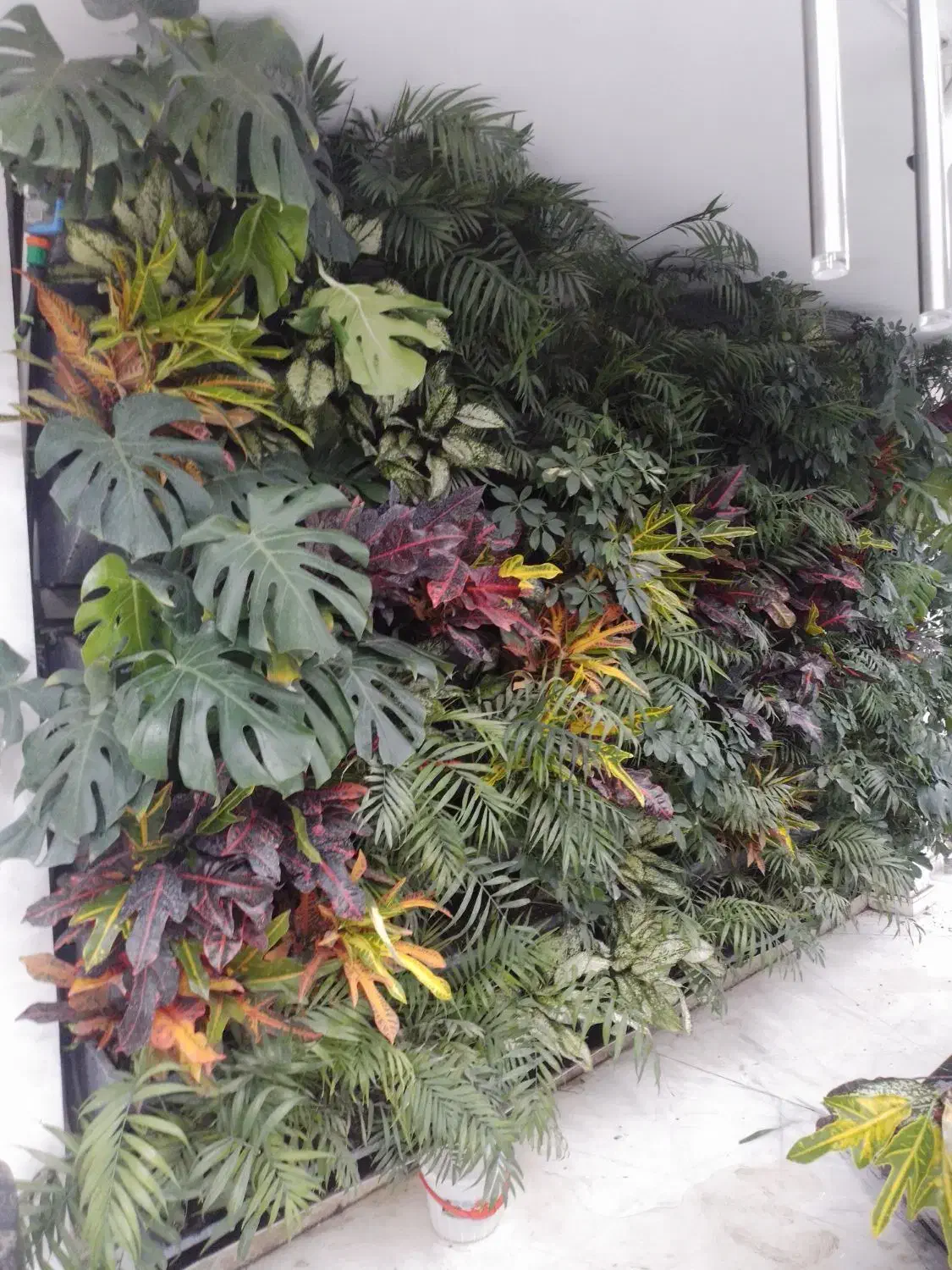 دیوار سبز(گرین وال)|خدمات باغبانی و درختکاری|قم, هنرستان|دیوار