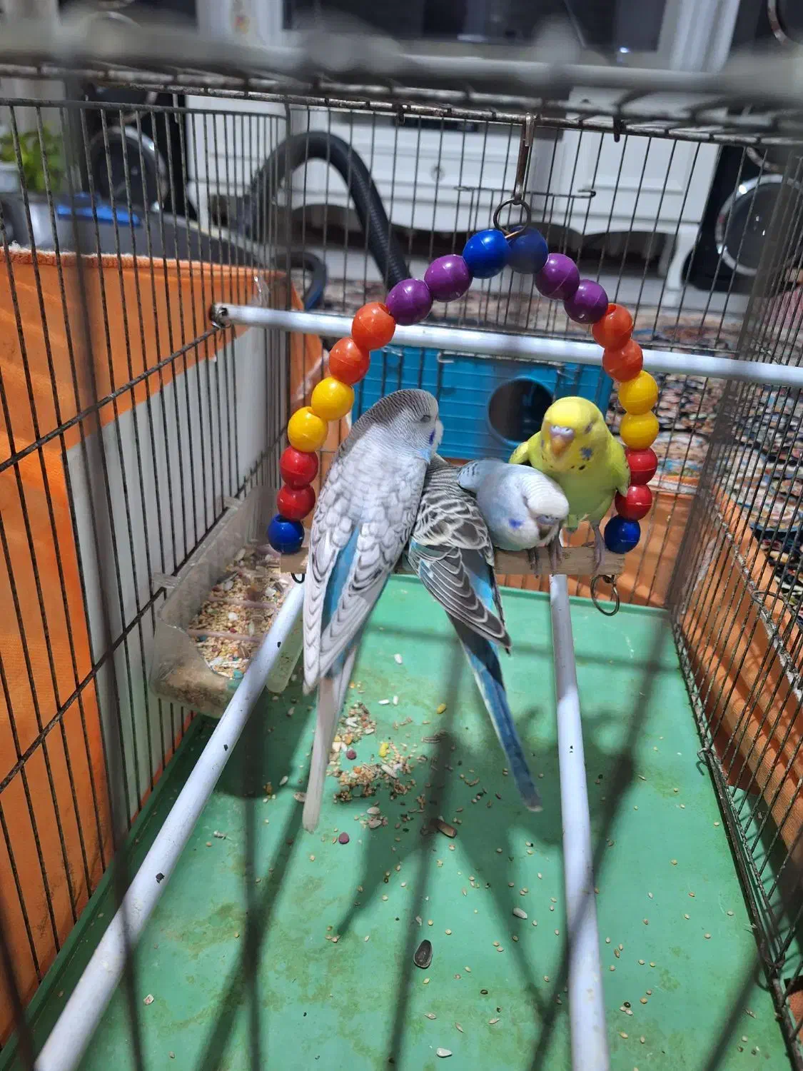 مرغ عشق|پرنده|ماهدشت, |دیوار