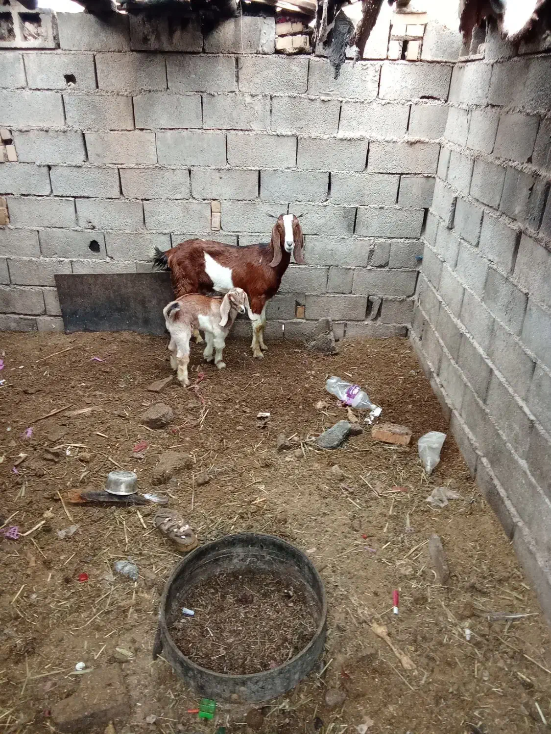 بز نیدی باکهره مادش|حیوانات مزرعه|آبادان, |دیوار