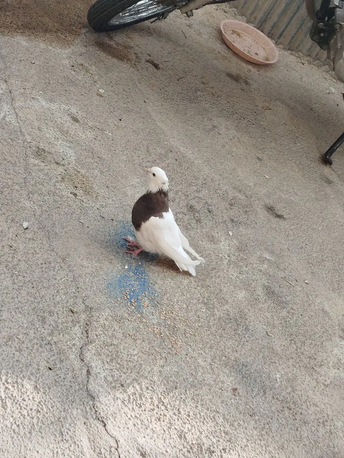 کبوتر|پرنده|خرمآباد, |دیوار