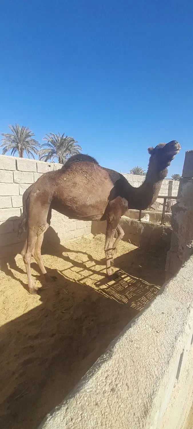 شتر|حیوانات مزرعه|طبس, |دیوار