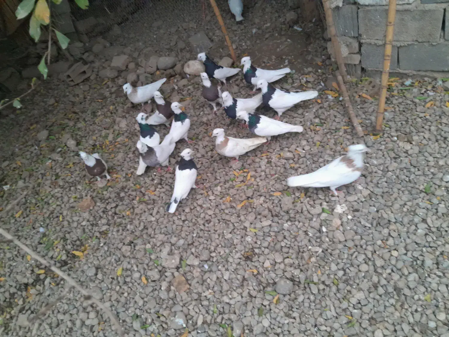 کبوتر طوقی|پرنده|علیآباد کتول, |دیوار