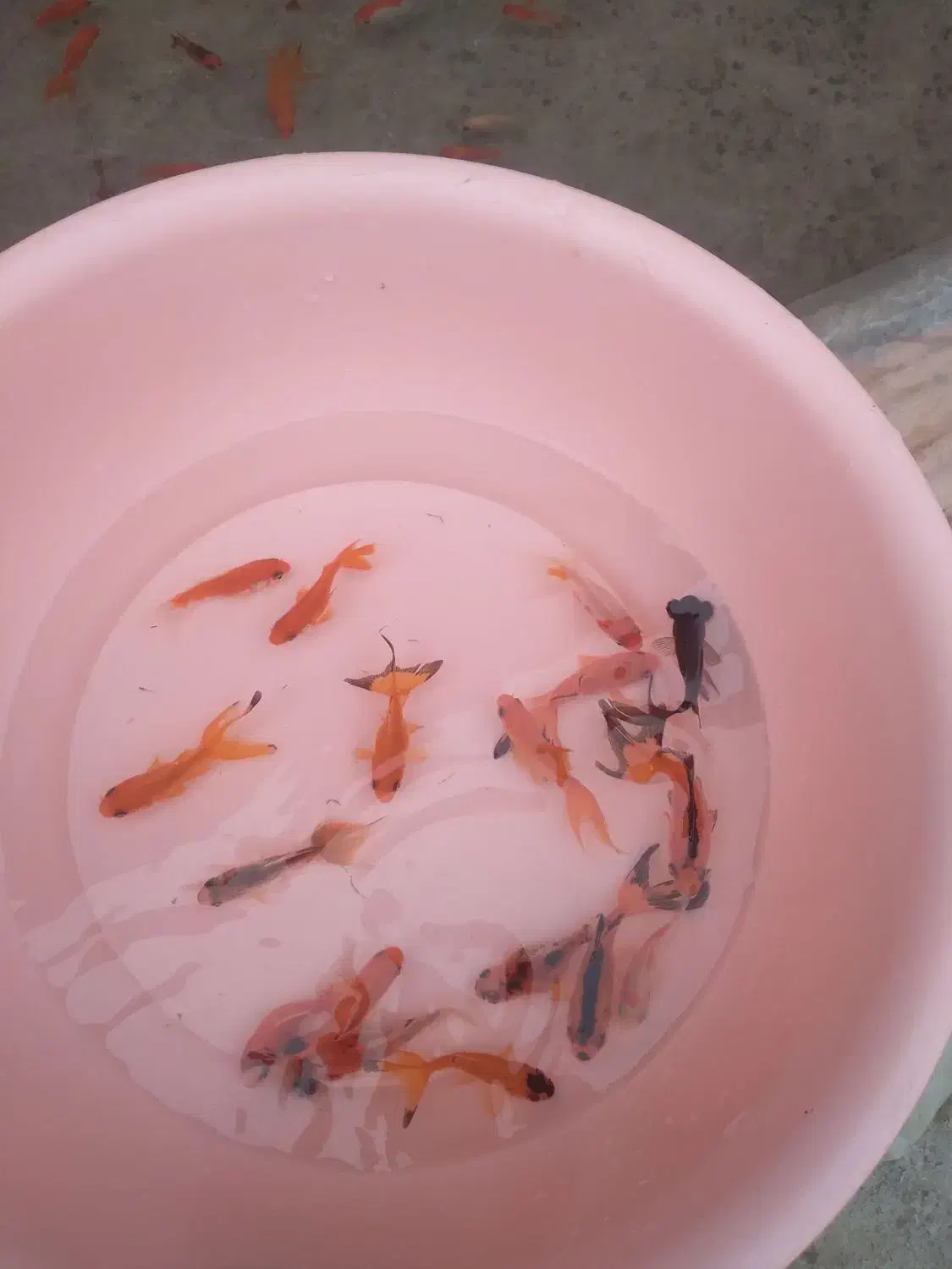 ماهی قرمز|ماهی|مزرعه کتول, |دیوار