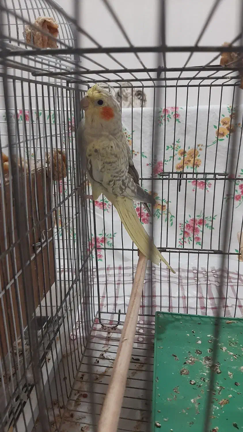 عروس هلندی ماده جوان|پرنده|فردیس, شهرک ۱۱۰|دیوار