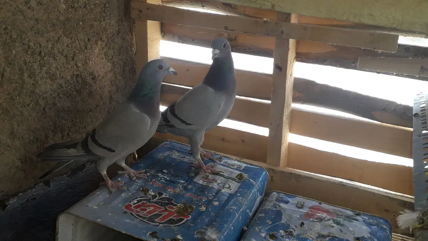 کفتر پلاکی|پرنده|شاهین‌شهر, گزبرخوار|دیوار