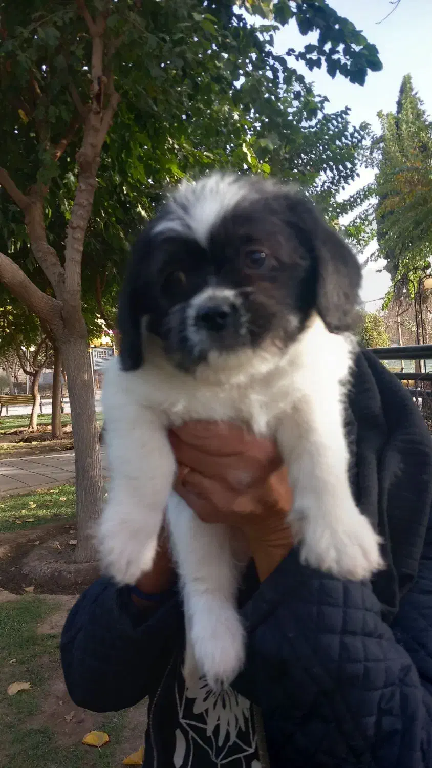 واگذاری|سگ|فردیس, شهرک ناز|دیوار