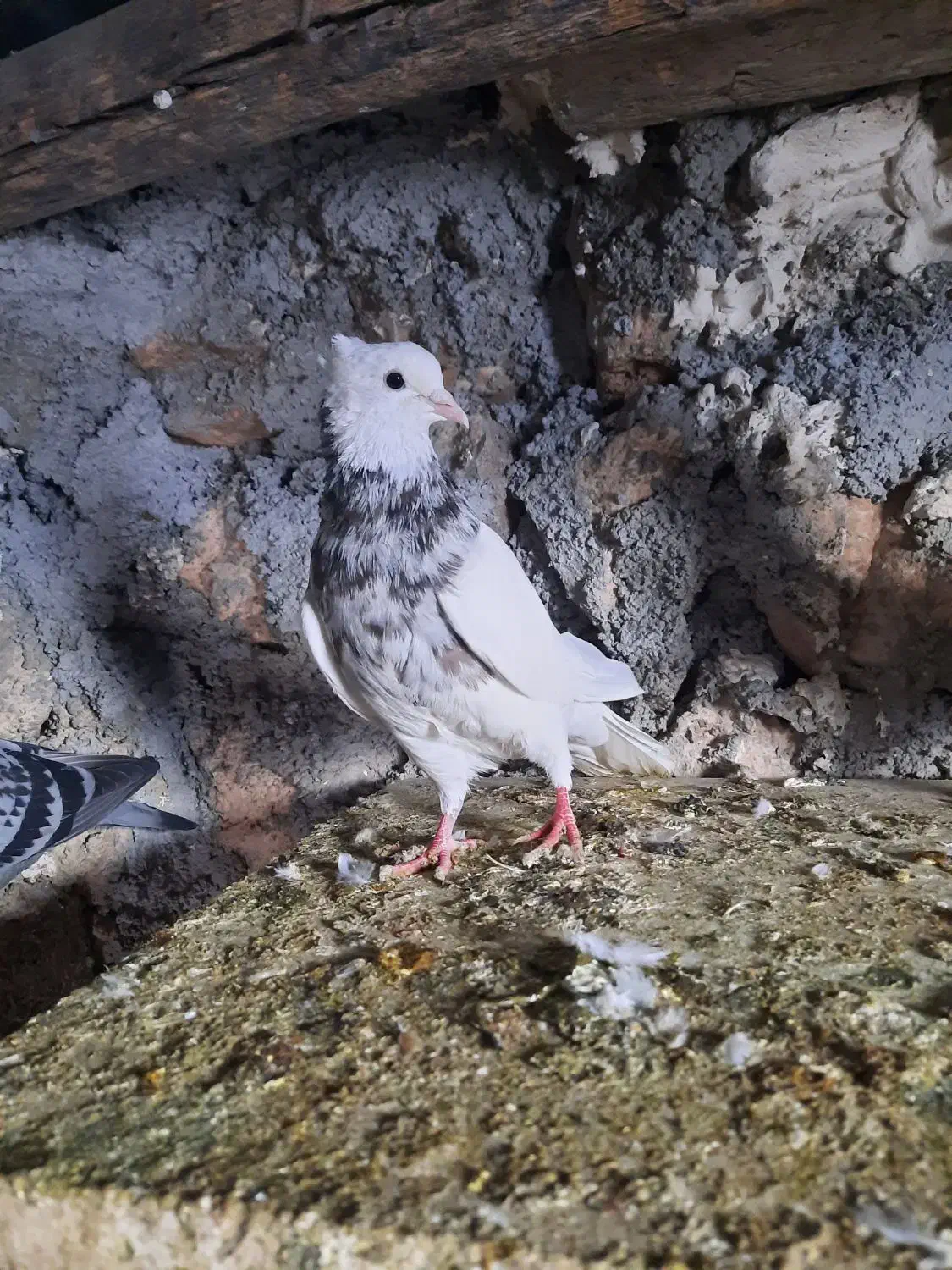 طوقی|پرنده|سرپل ذهاب, |دیوار