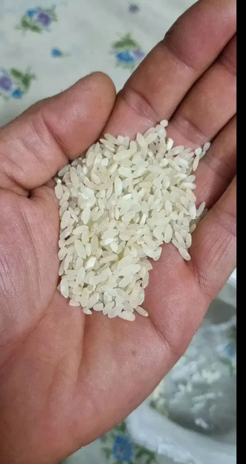 فروش ویژه برنج چمپا کامفیروز(ارسال رایگان ازشیراز)|خوردنی و آشامیدنی|شهرکرد, |دیوار