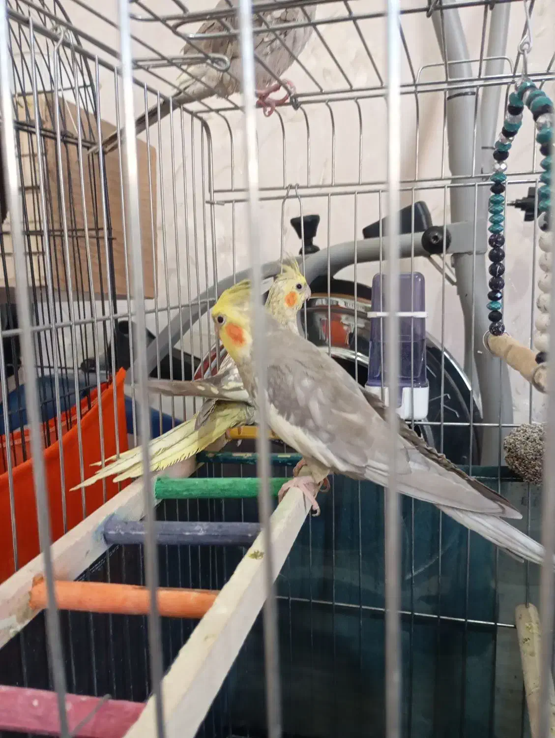 فروش یک جفت عروس هلندی بالغ|پرنده|شاهدشهر, |دیوار