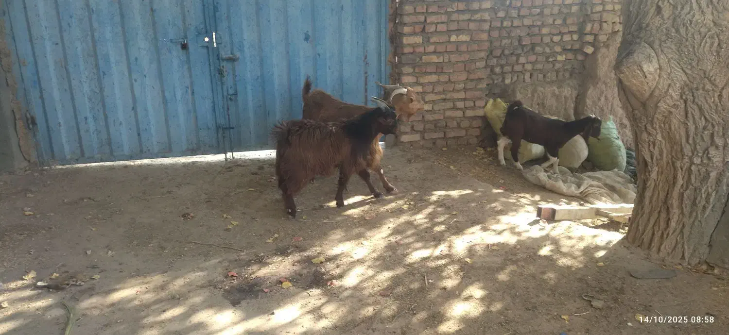 2عدد بز وبزغاله|حیوانات مزرعه|کاشمر, |دیوار