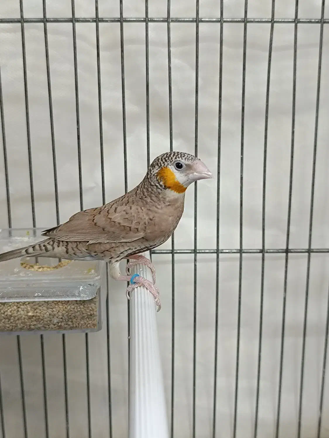 فنچ گلوبریده حنایی روبان نارنجی|پرنده|شیراز, رازی|دیوار