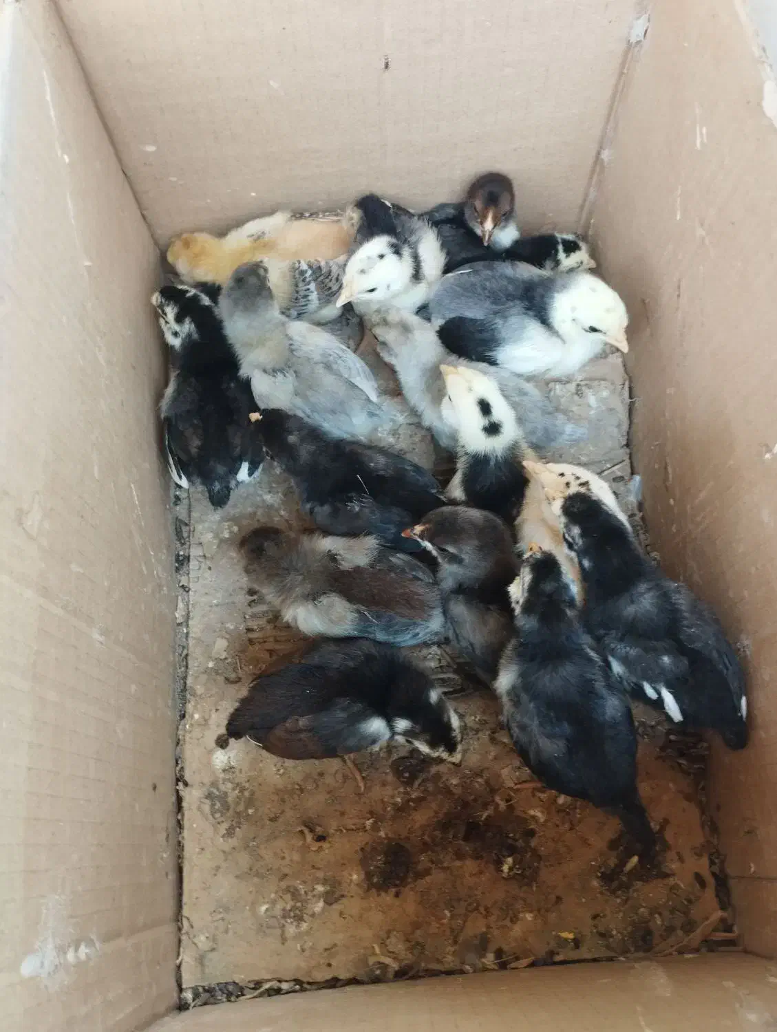 فروش جوجه محای و لری|حیوانات مزرعه|بندرعباس, |دیوار