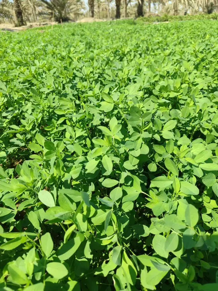 پتروک یونجه|حیوانات مزرعه|جیرفت, |دیوار