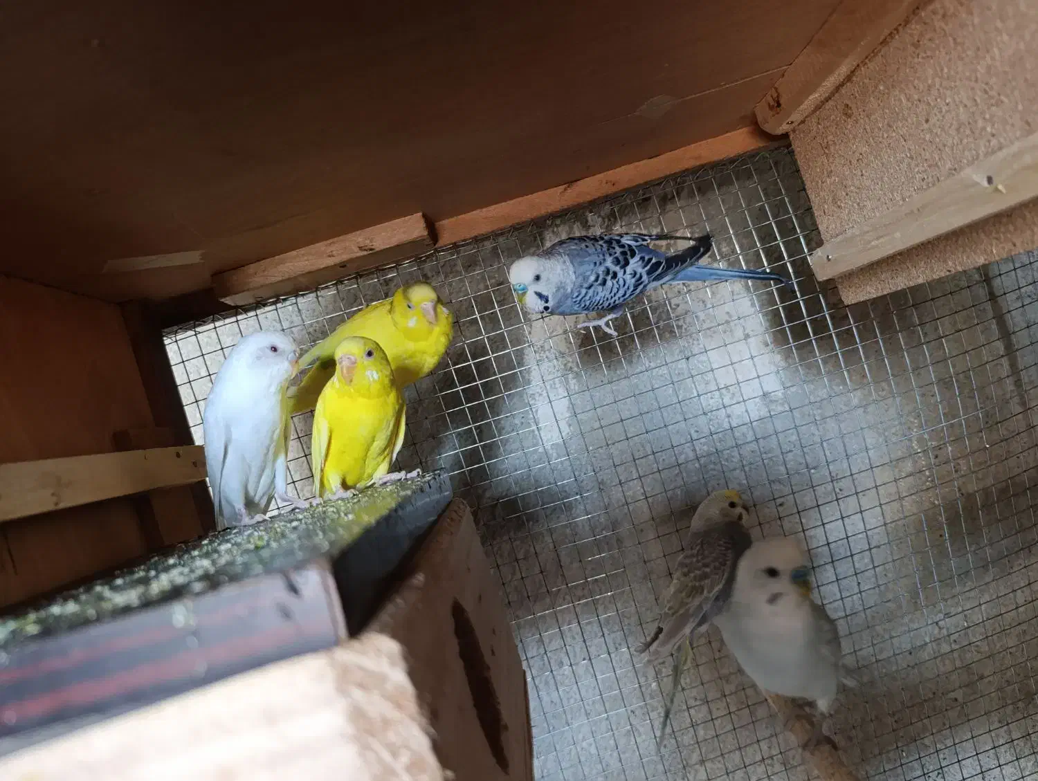 مرغ عشق|پرنده|نیمروز, |دیوار