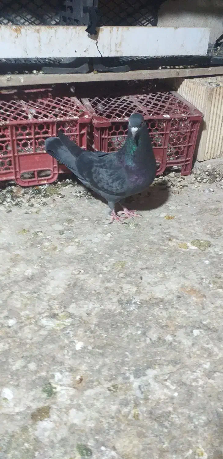 کبوتر شیخی سیاه آبادانی|پرنده|بندر ماهشهر, |دیوار