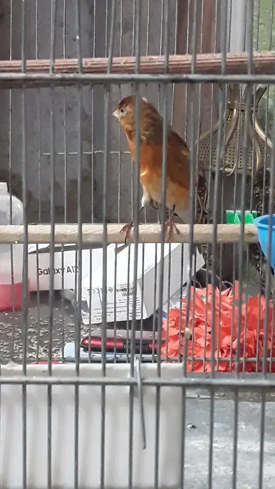 سهره قناری ابلغ ریزه خون|پرنده|تهران, تهرانپارس غربی|دیوار