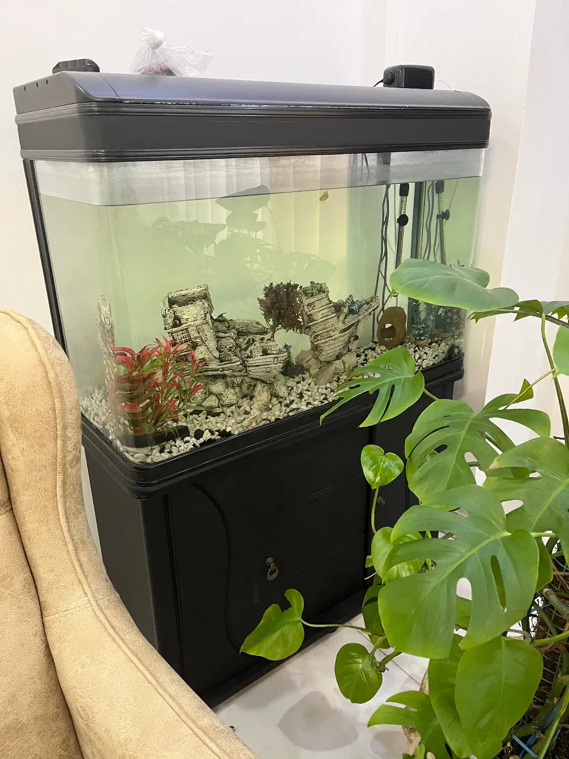 آکواریوم ماهی یک متری|ماهی|رشت, منظریه|دیوار