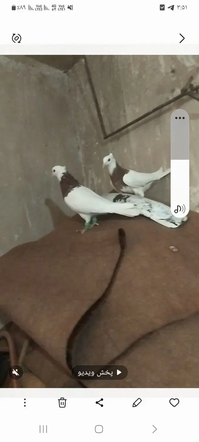 کبوتر|پرنده|پائین جام, |دیوار