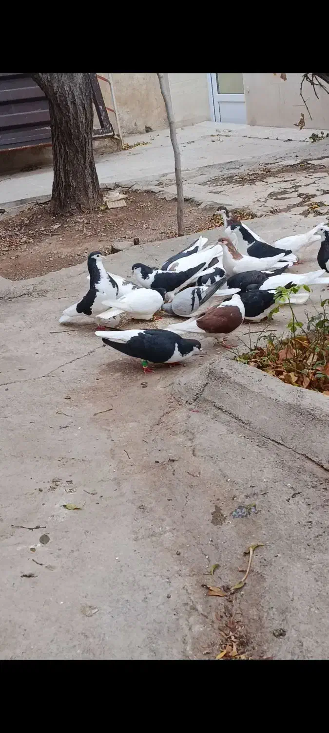 کبوتر رنگی|پرنده|کوهین, |دیوار