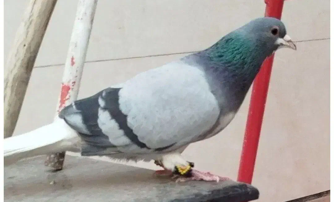 نروماده دمگیر خرقه یه سر روس|پرنده|برخوار, |دیوار