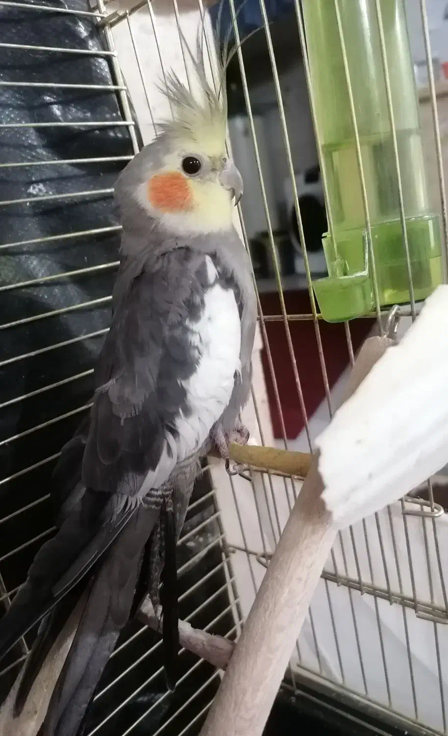 عـروس هلندی نر...450هزارتومن|پرنده|طرقبه, |دیوار