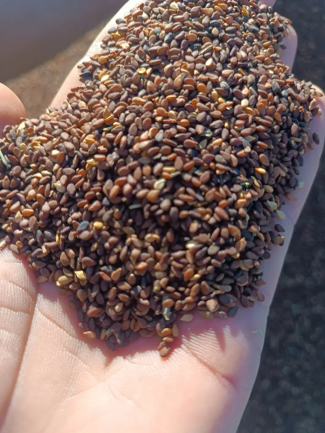 کنجد|خوردنی و آشامیدنی|مشهد, گوهرشاد|دیوار