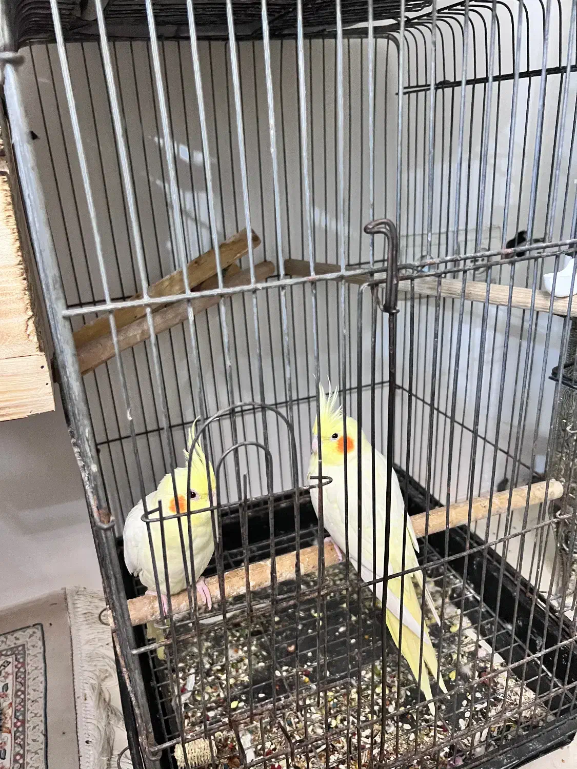 سه جفت عروس هلندی|پرنده|بندرعباس, |دیوار