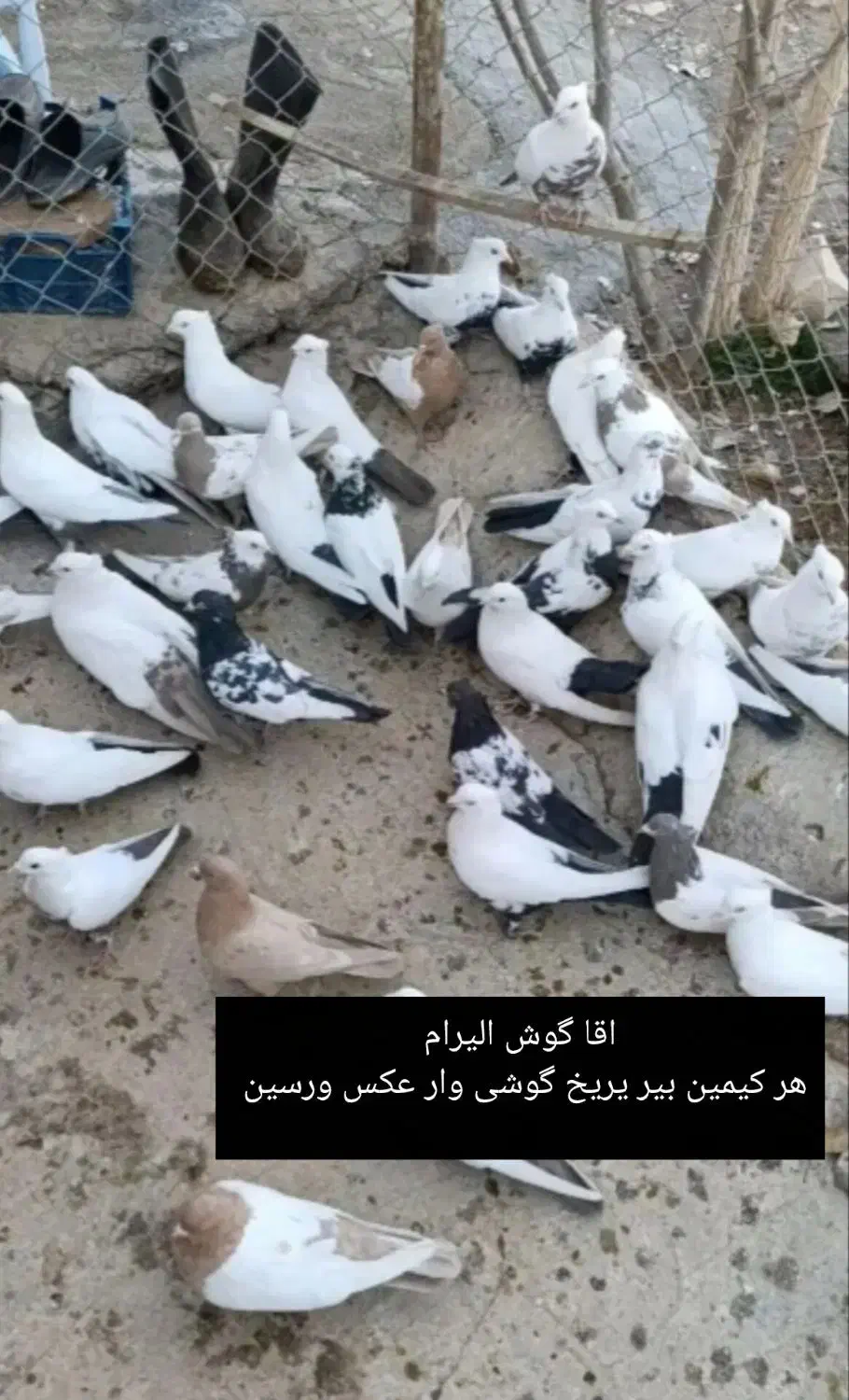 کبوتر رنگی و پرشی|پرنده|میانه, |دیوار