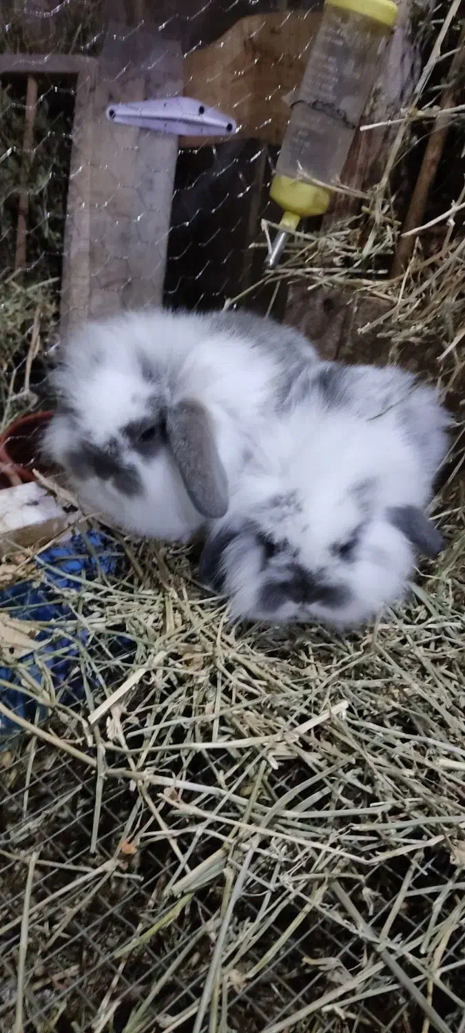 خرگوش لوپ|موش و خرگوش|بندر انزلی, بشمن|دیوار