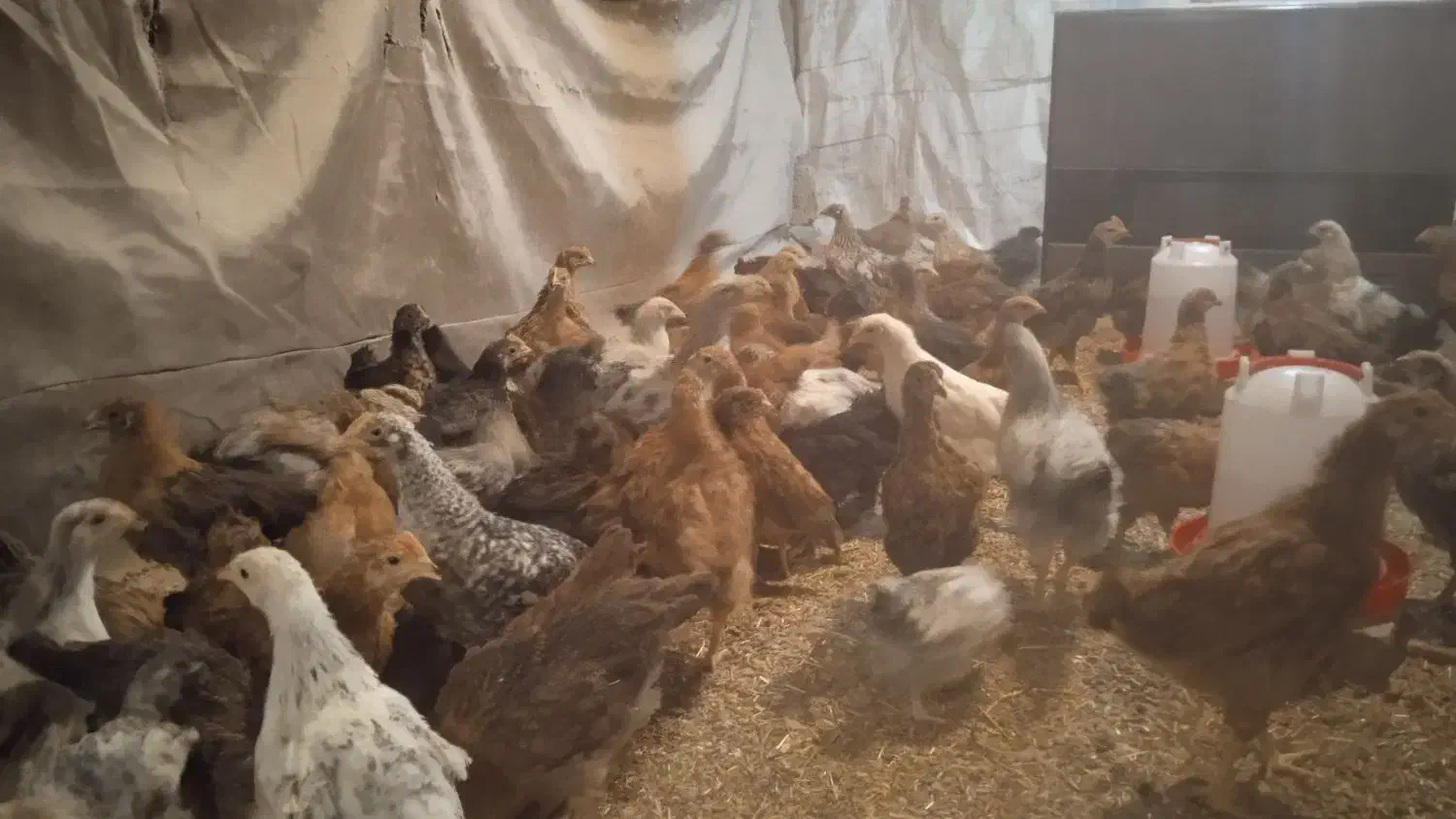 جوجه مرغ محلی|حیوانات مزرعه|تویسرکان, |دیوار