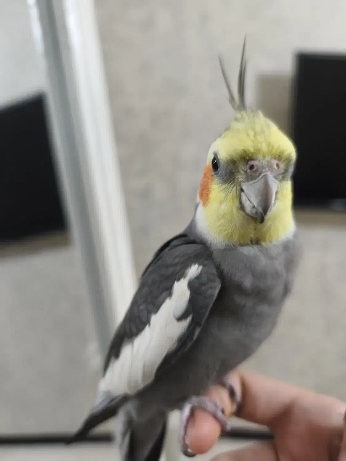 عروس هلندی نر با قفس و وسایل کامل .|پرنده|کرج, خرمدشت|دیوار