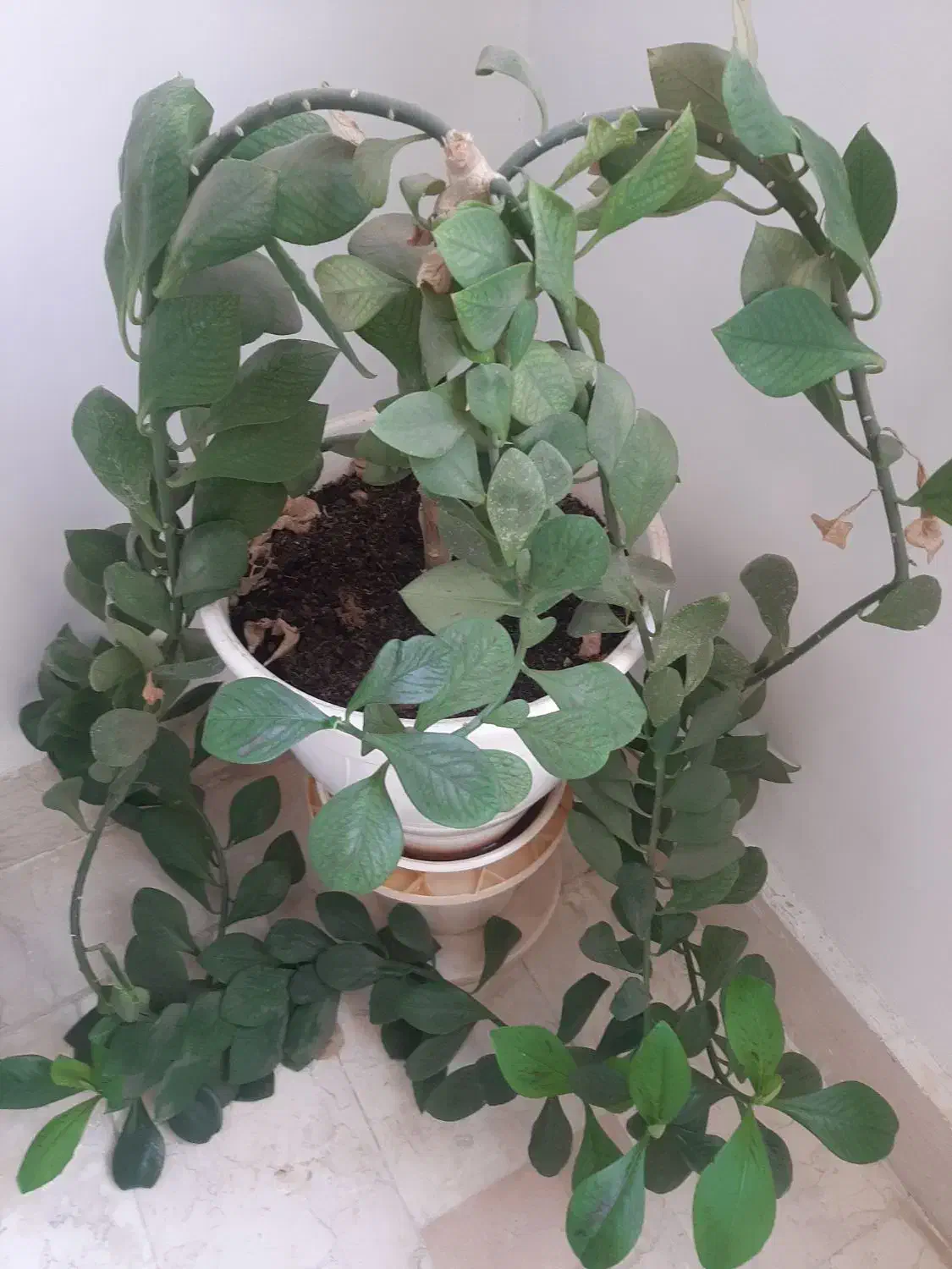 همه گل ها سرحال وشاد هستند|گل و گیاه طبیعی|آبیک, |دیوار