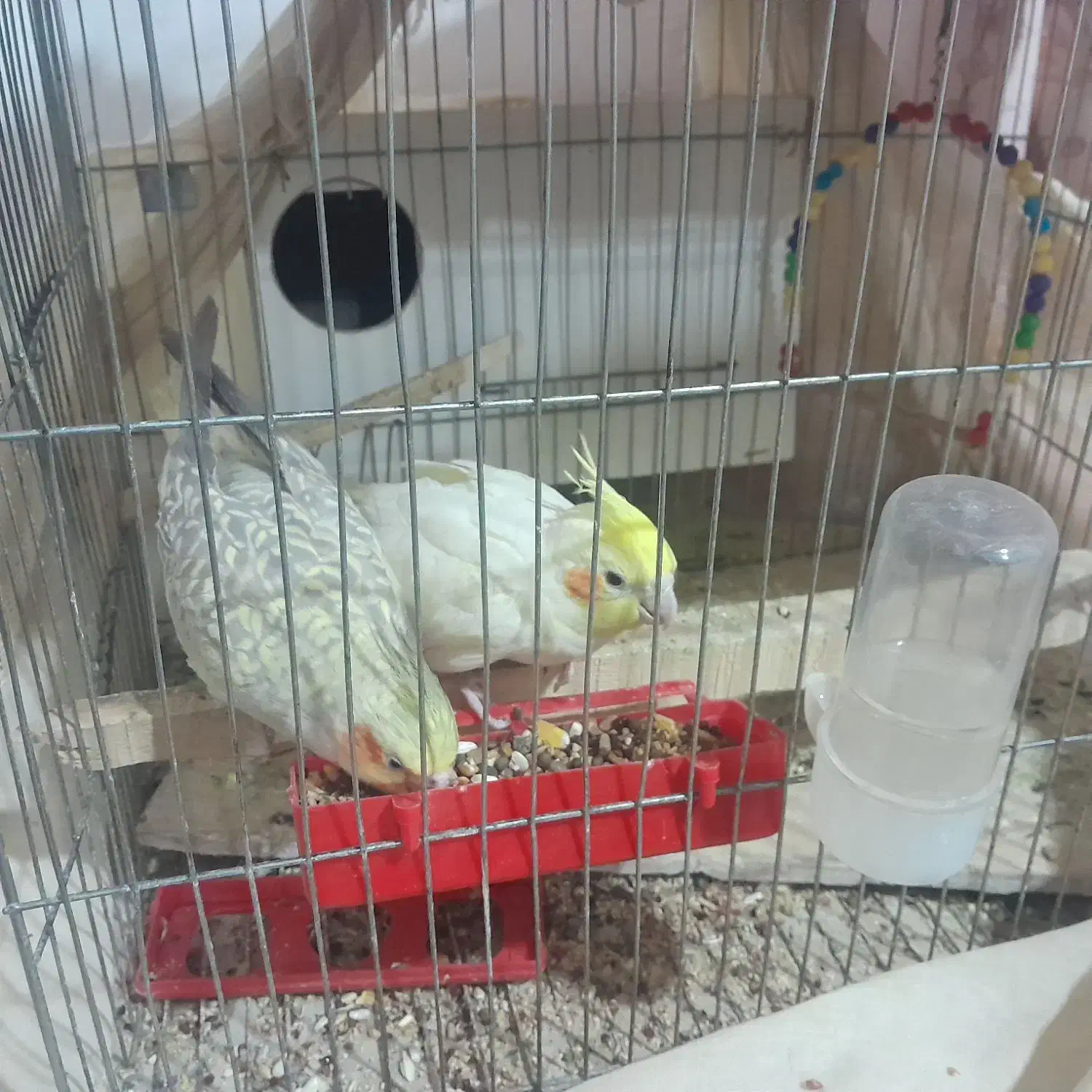 عروس هلندی|پرنده|اسفراین, |دیوار