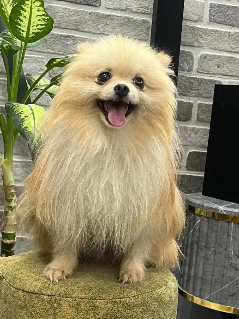 واگذاری سگ|سگ|قم, زنبیل آباد|دیوار