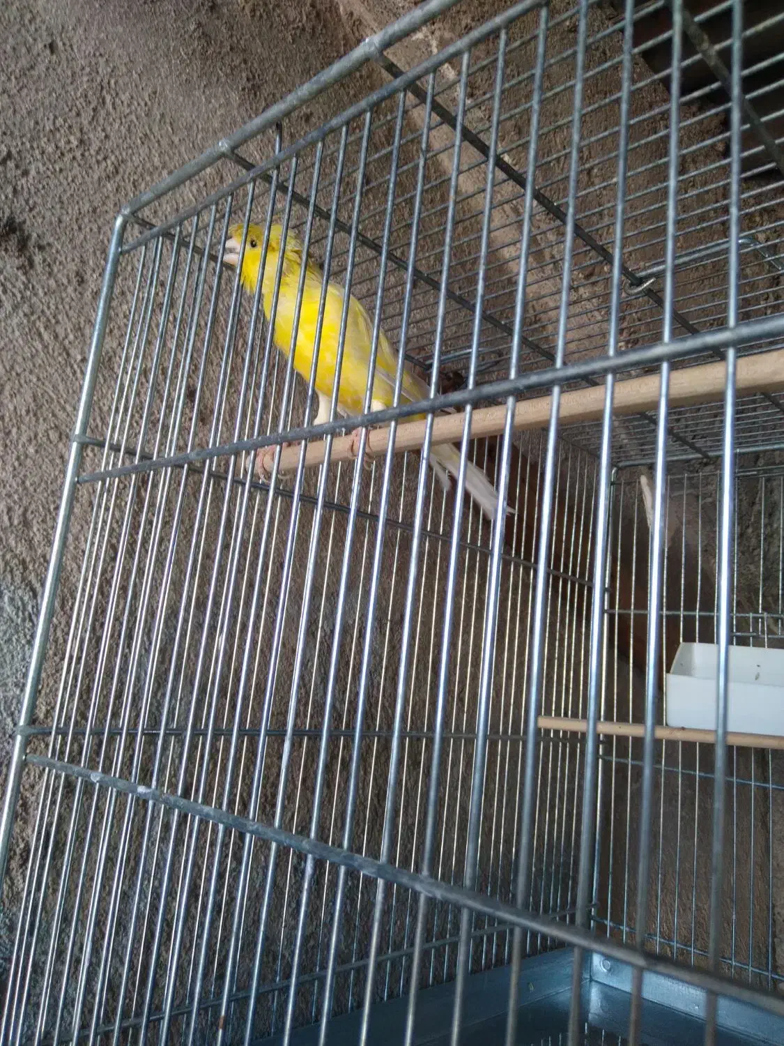 قناری|پرنده|باقرشهر, |دیوار