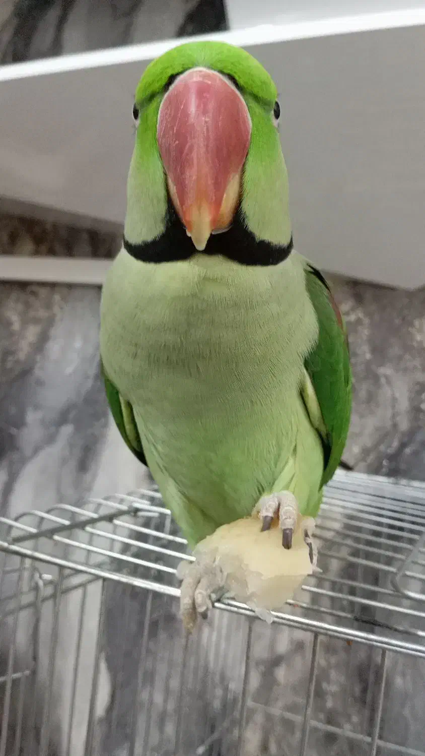 اسکندر|پرنده|ری, علایین|دیوار