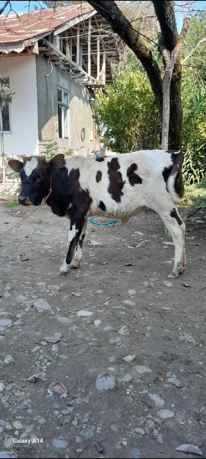 لیشه همون گوساله ماده گاو|حیوانات مزرعه|رشت, شهرک قدس|دیوار