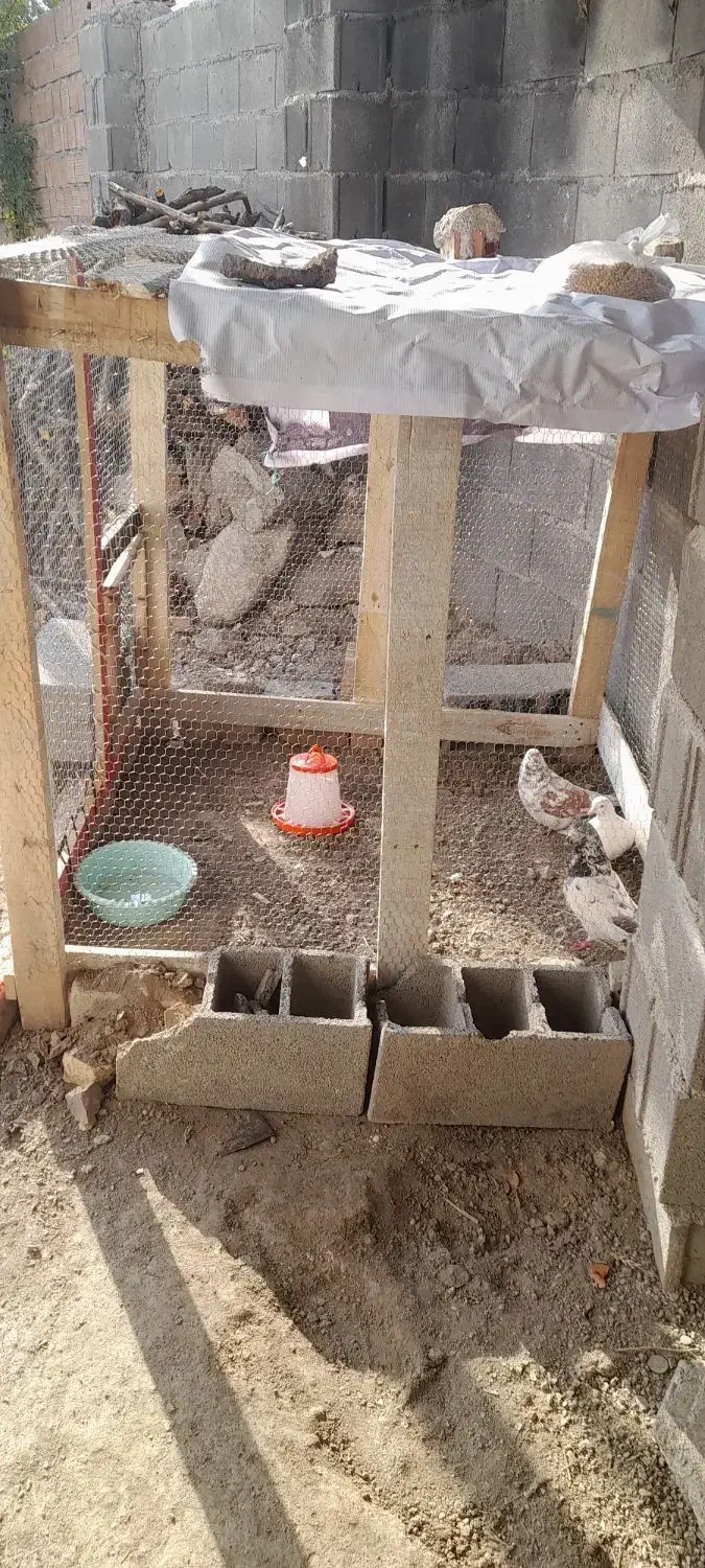 کلو حیوان|لوازم جانبی حیوانات|گرگان, |دیوار