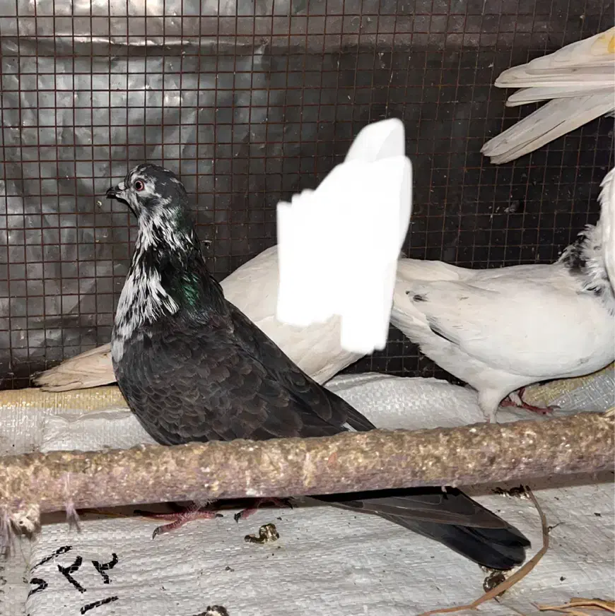 کبوتر پرشی|پرنده|رودسر, |دیوار