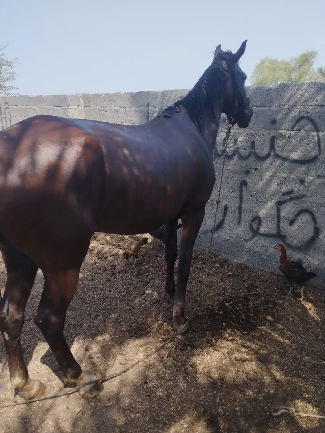 اسب مادیان ابستن|اسب و تجهیزات اسبسواری|بند زرک, |دیوار