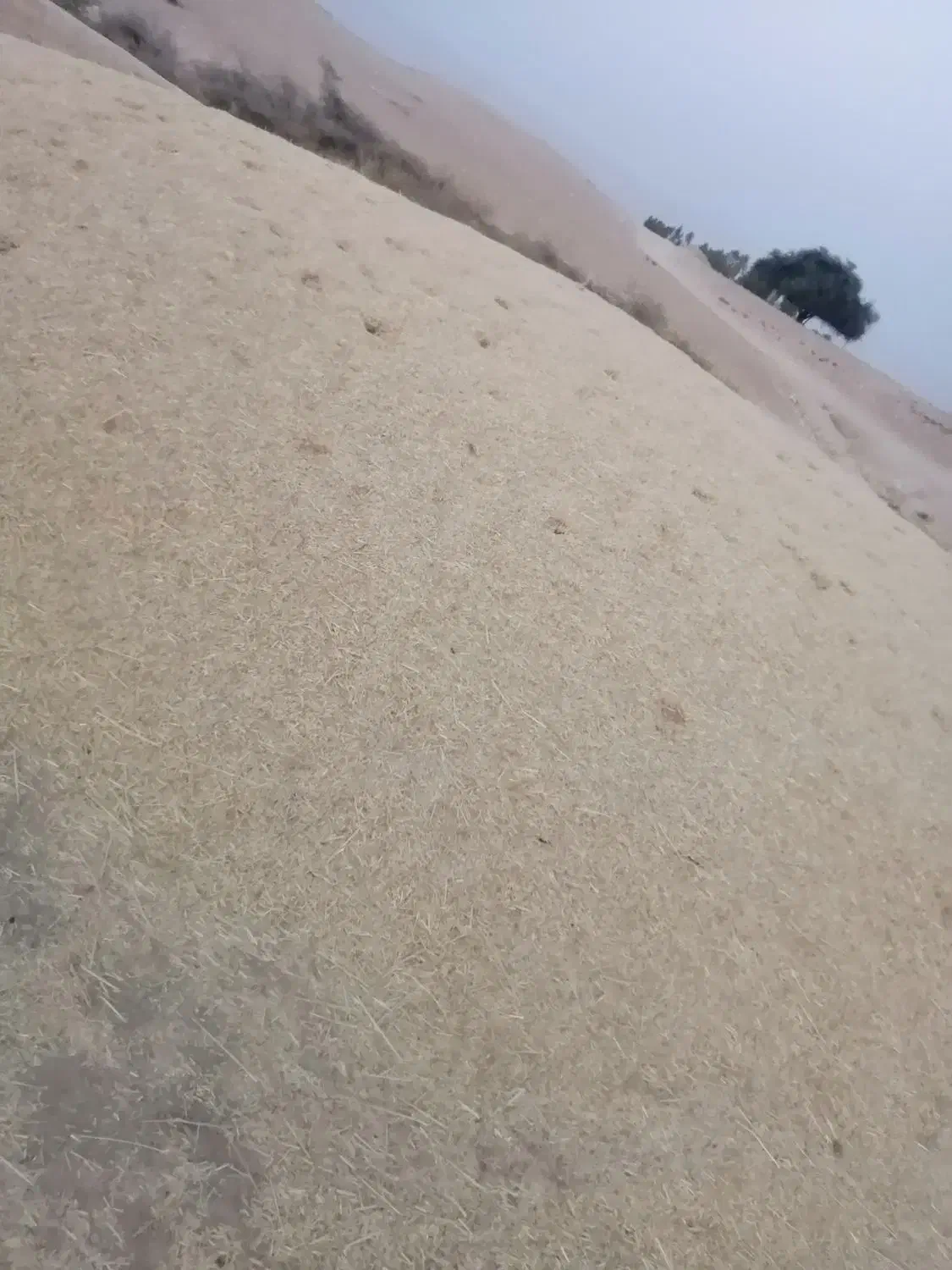 کاه سفید|حیوانات مزرعه|ارم, |دیوار