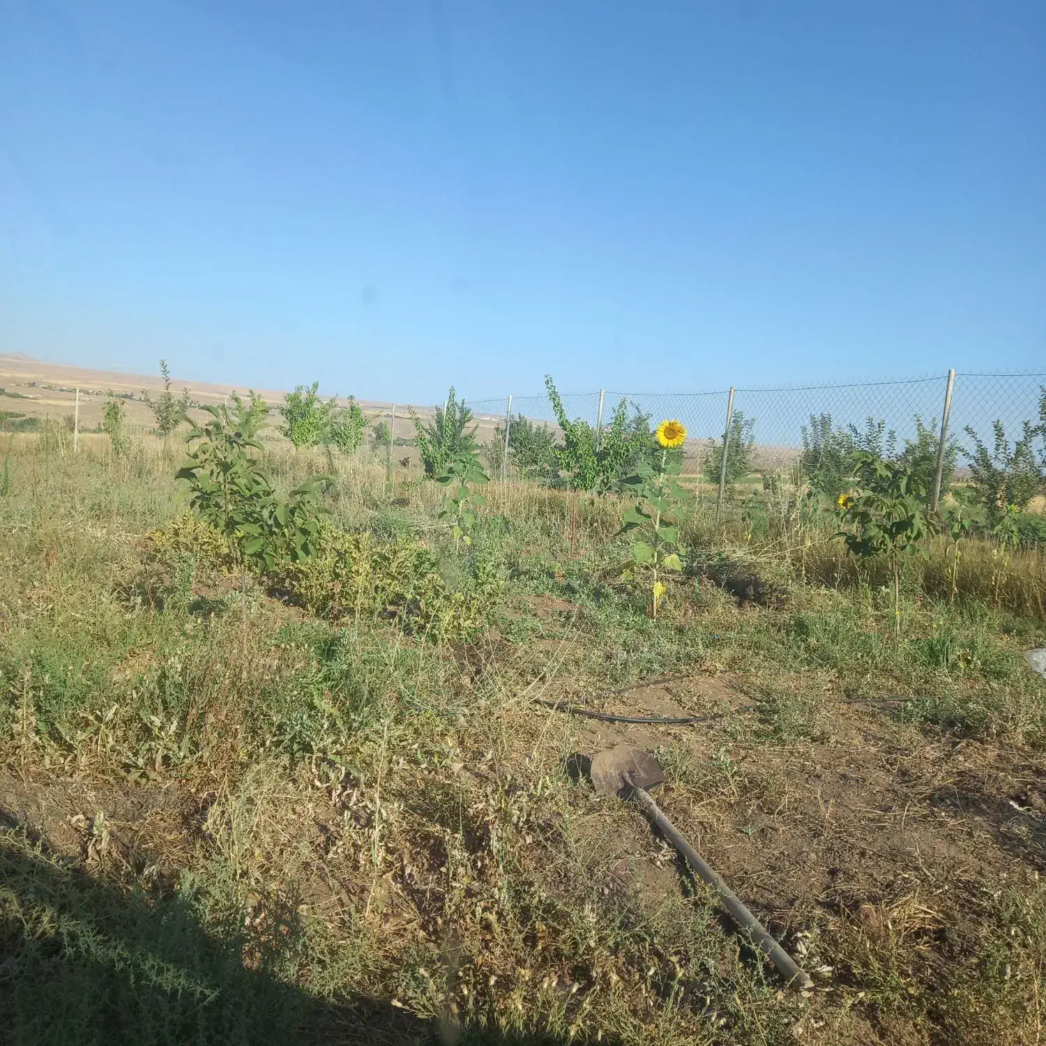 باغچه|فروش زمین و ملک کلنگی|زنجانرود, |دیوار