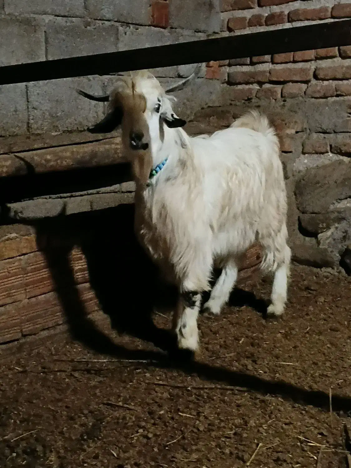 بز‌نر|حیوانات مزرعه|خسروشاه, |دیوار