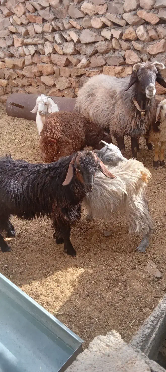 حیوانات مزرعه|حیوانات مزرعه|فلارد, |دیوار