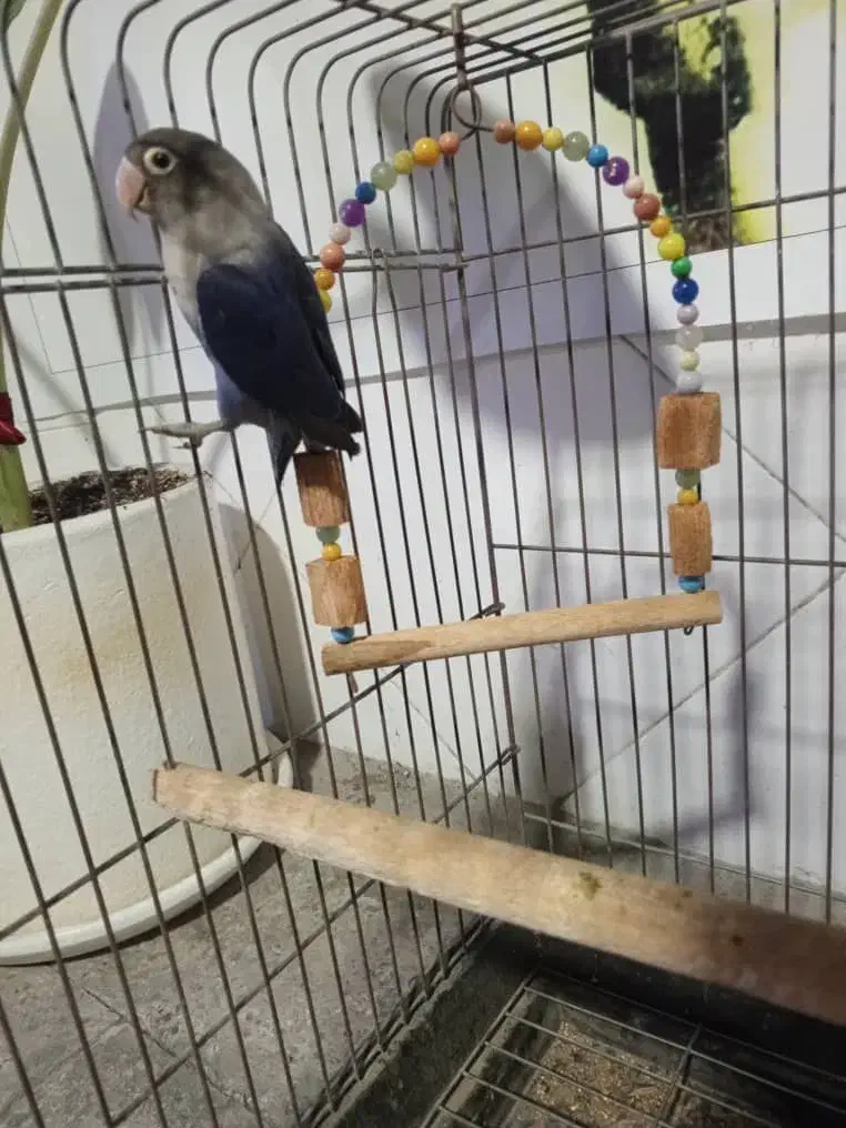 طوطی برزیلی|پرنده|ملارد, |دیوار