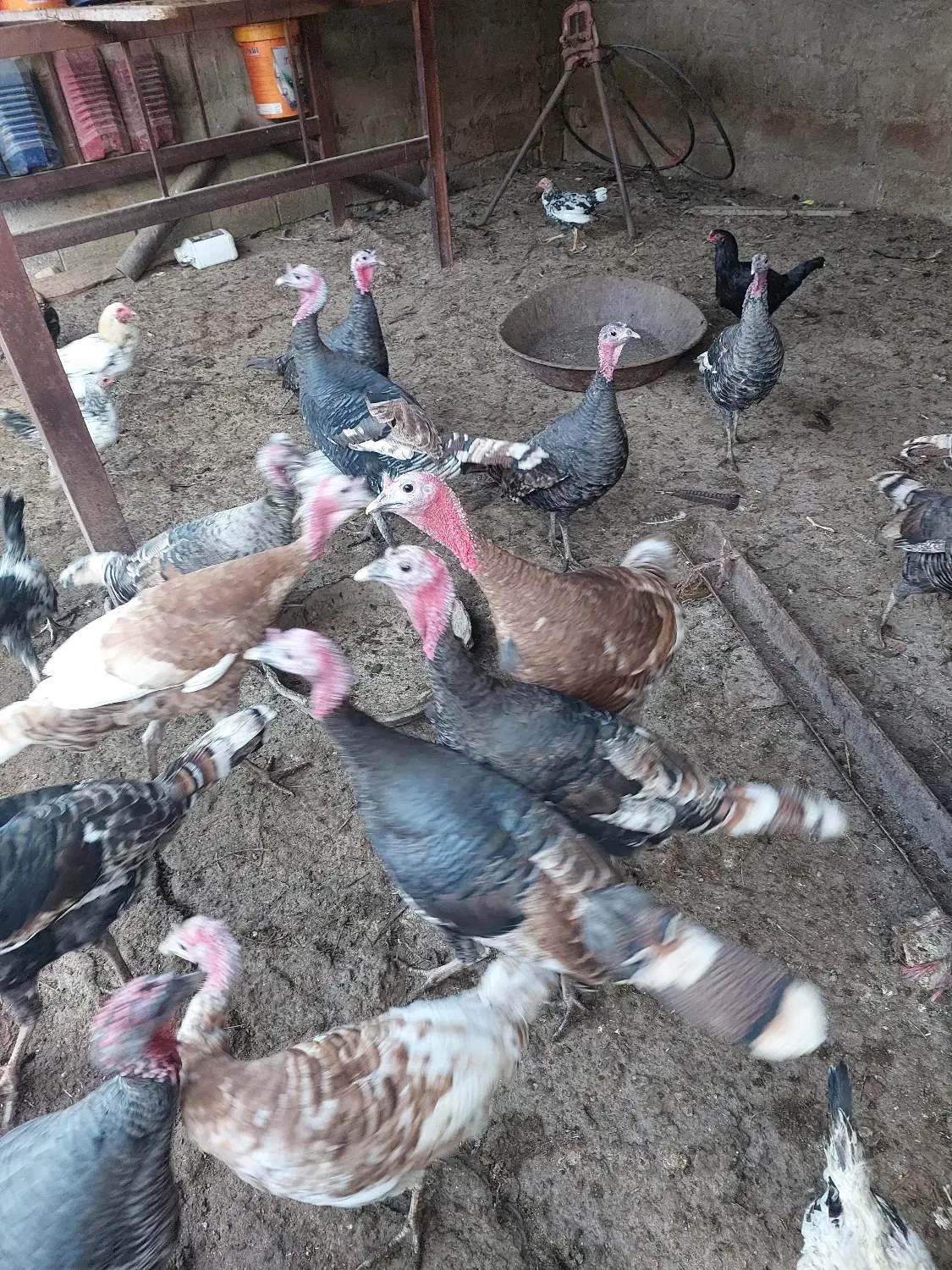 بوقلمون نر و ماده|حیوانات مزرعه|ینقاق, |دیوار