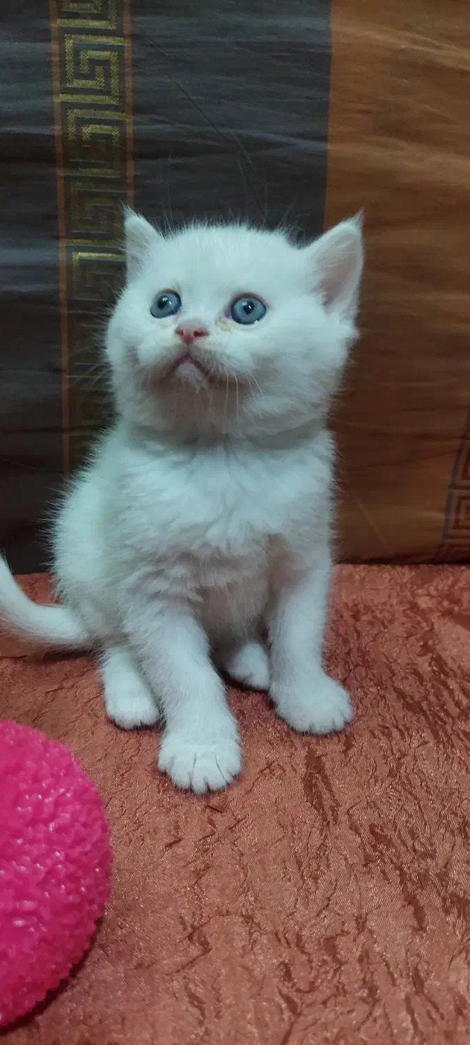 بریتیش سفید|گربه|تهران, نصرت|دیوار